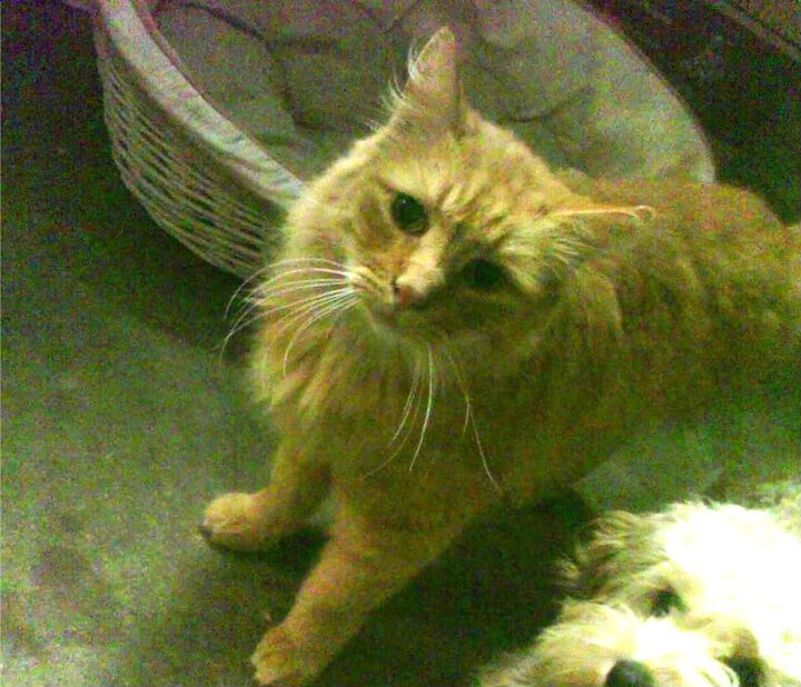 曼城智利对决预演世界杯风云，莱万2026接管赛场