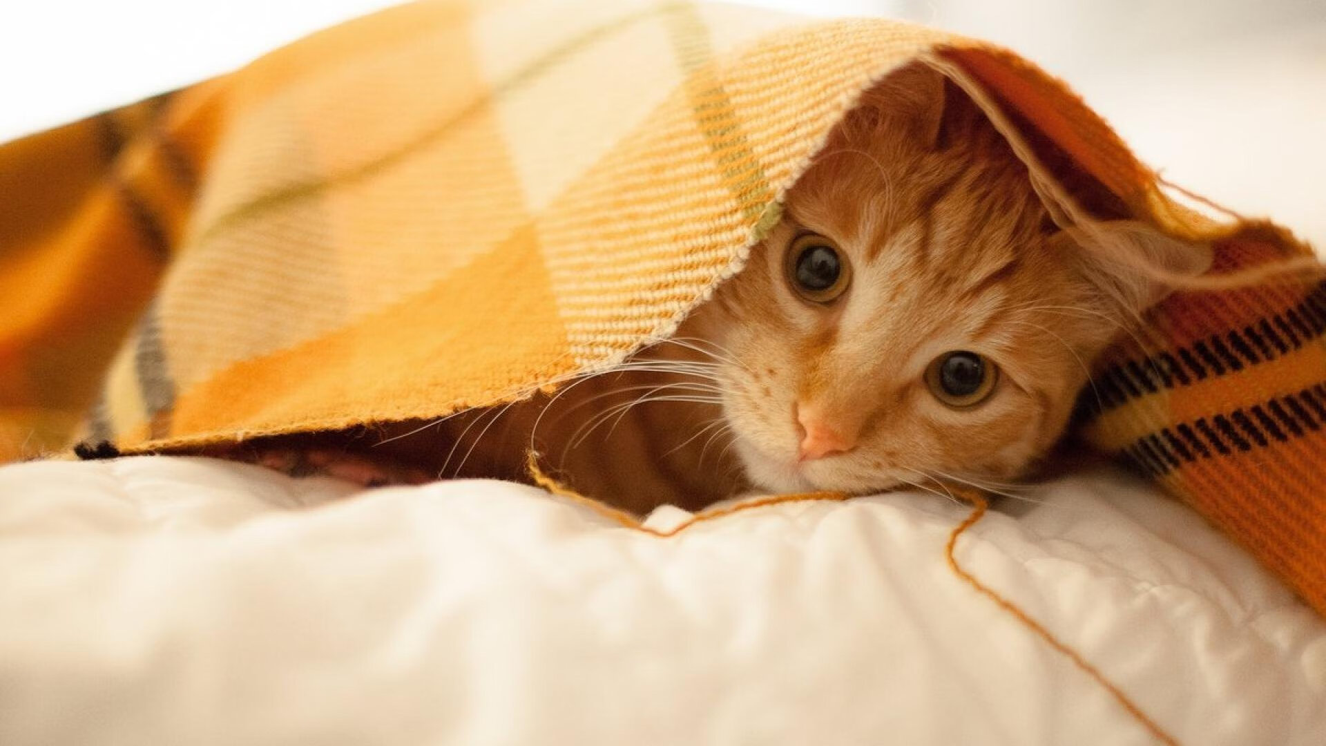 欧冠惊天逆转!马德里竞技3-2绝杀加拉塔萨雷,阿劳霍头球制胜成关键先生