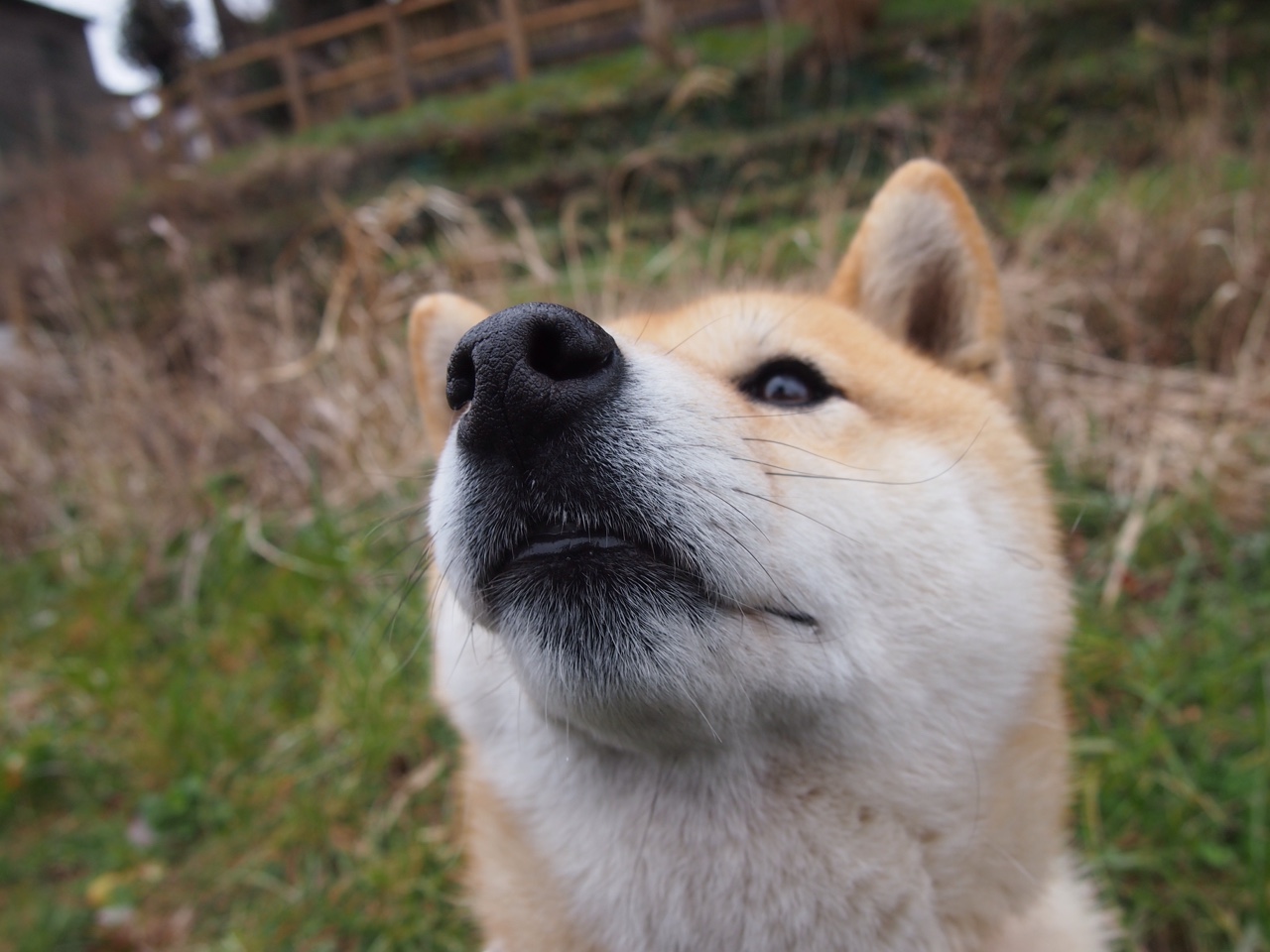 数据之上的暗伤,英格拉姆璀璨夜晚与东决的残酷真相