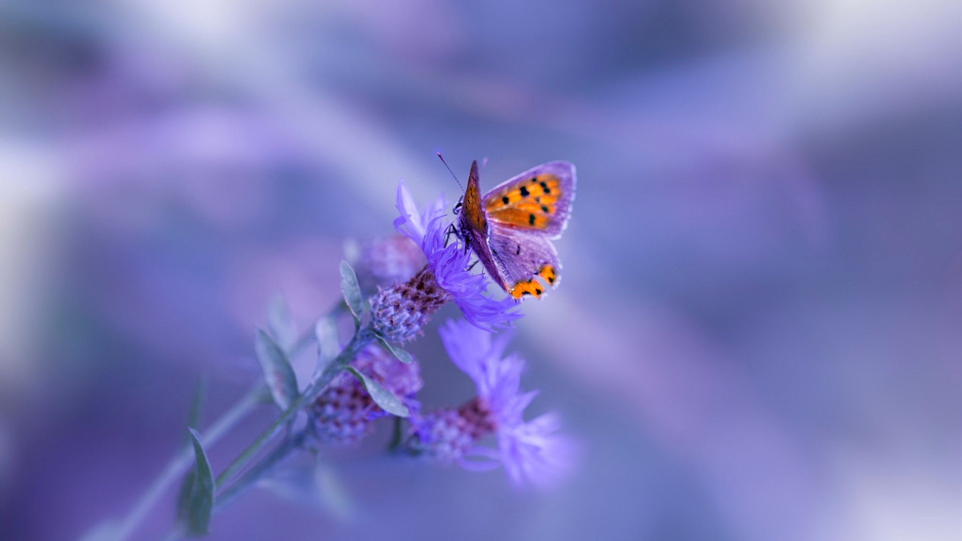 当完美遇见沉稳，埃及用团队足球给波兰上课