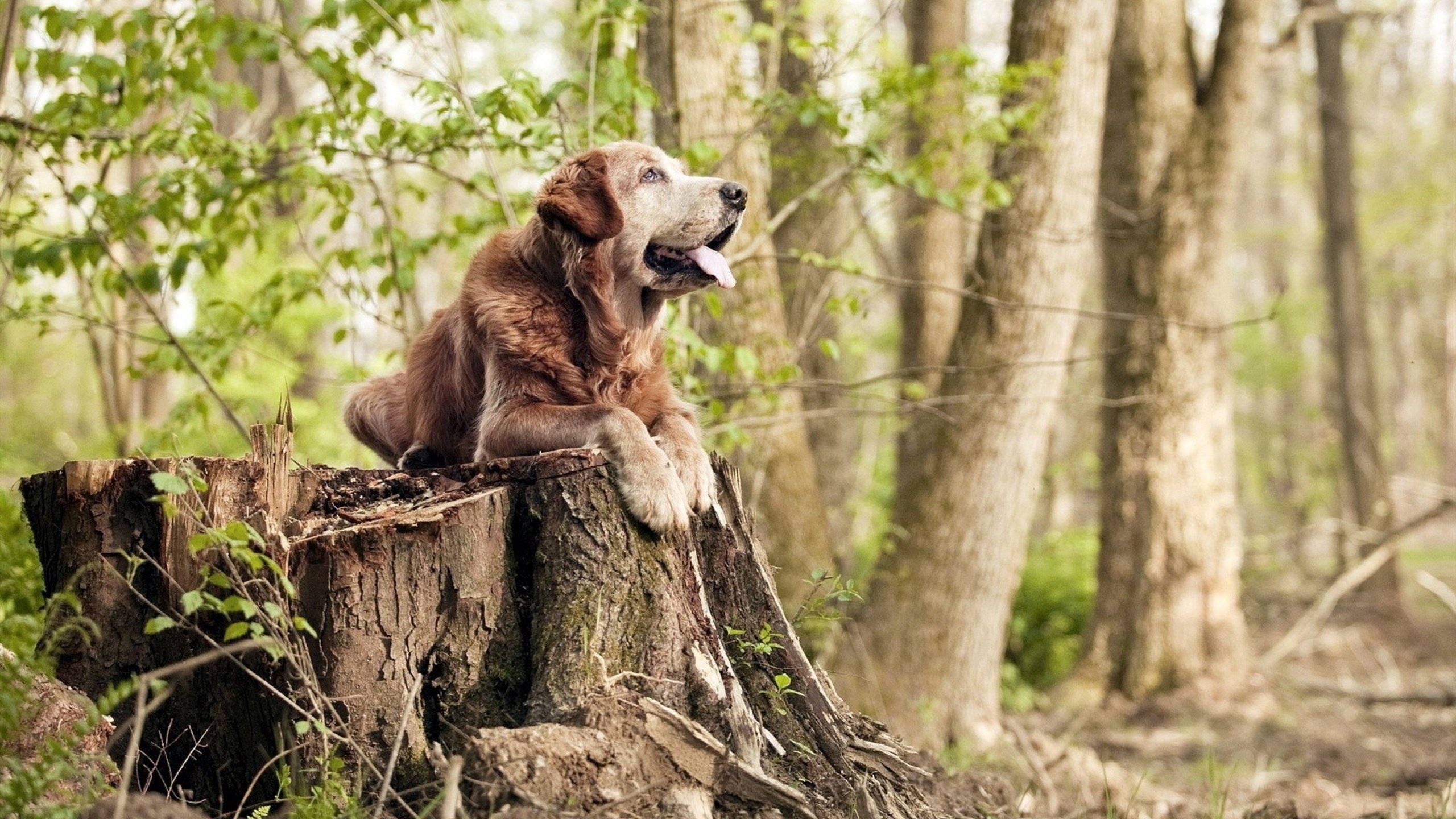 秩序与锋芒，热火团队之刃与塔图姆的突围暴力