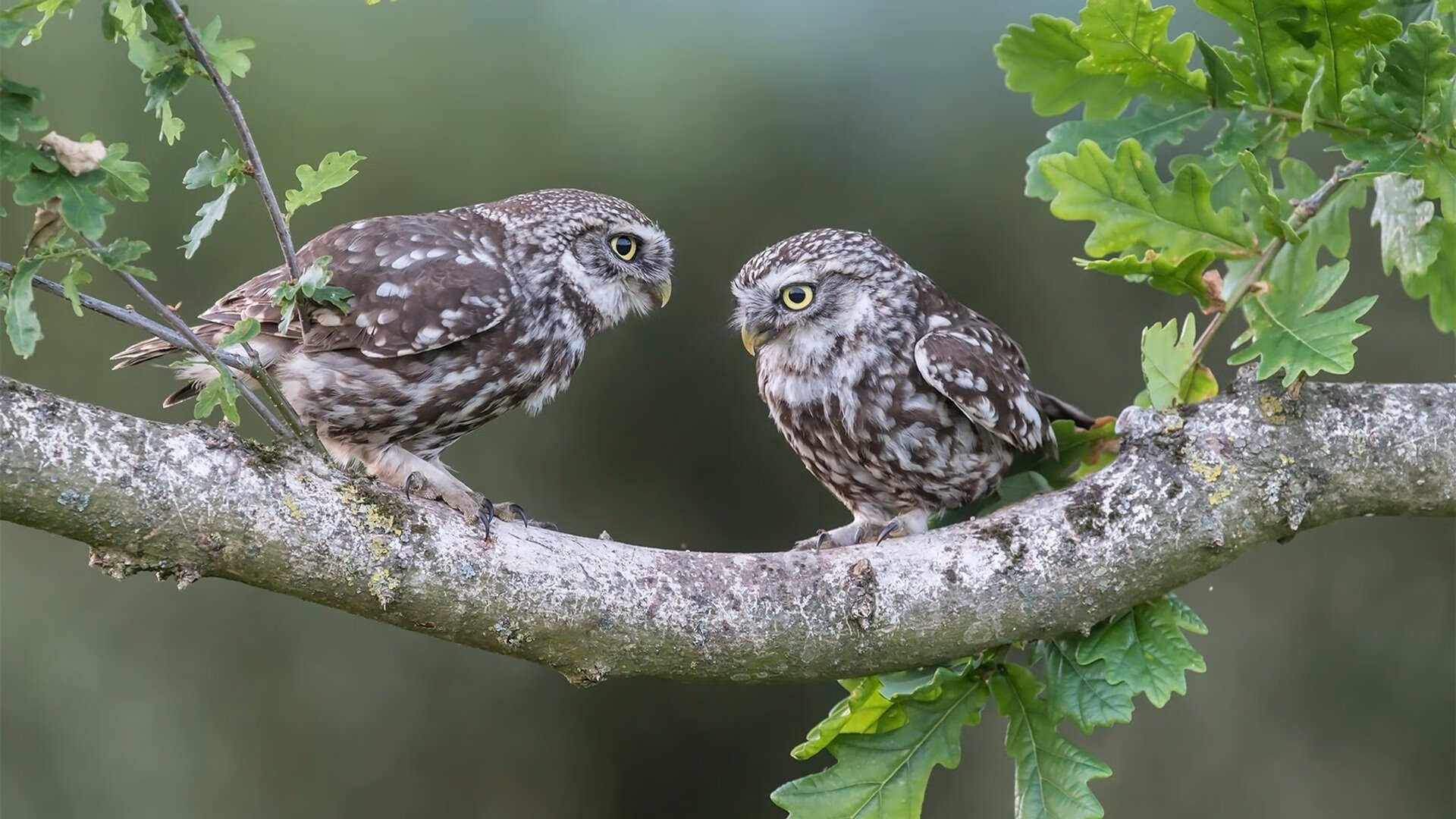 探戈舞步征服蔚蓝海岸，萨拉赫一锤定音的战术交响