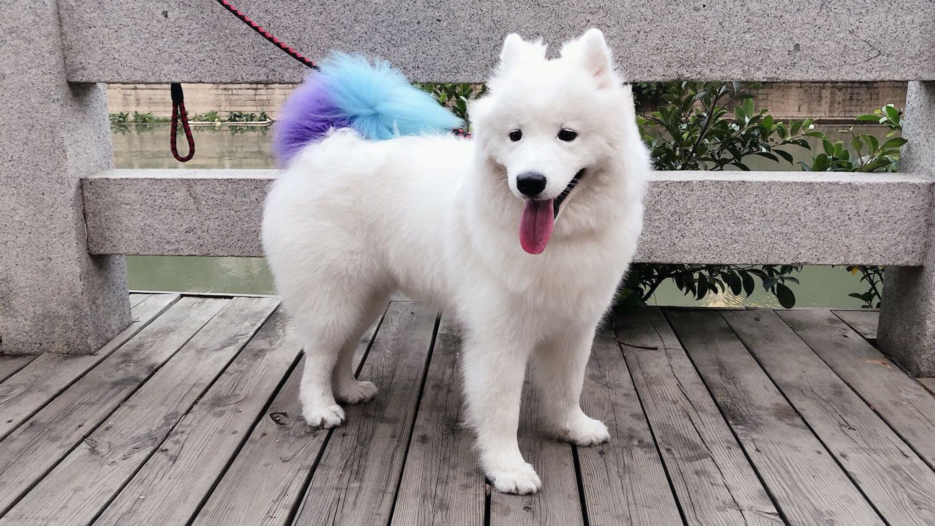 双重赛场，哈登爆发与广东队的破晓之战