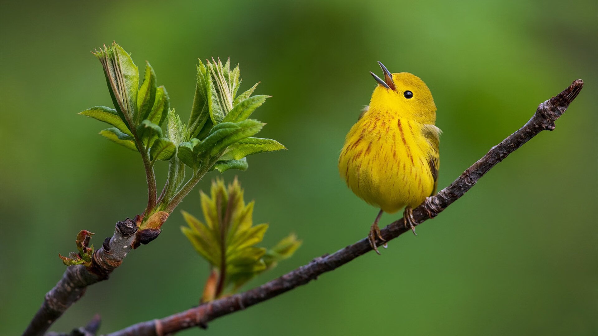 关键先生若日尼奥引领拉齐奥击败皇家社会,一场战术胜利的诠释