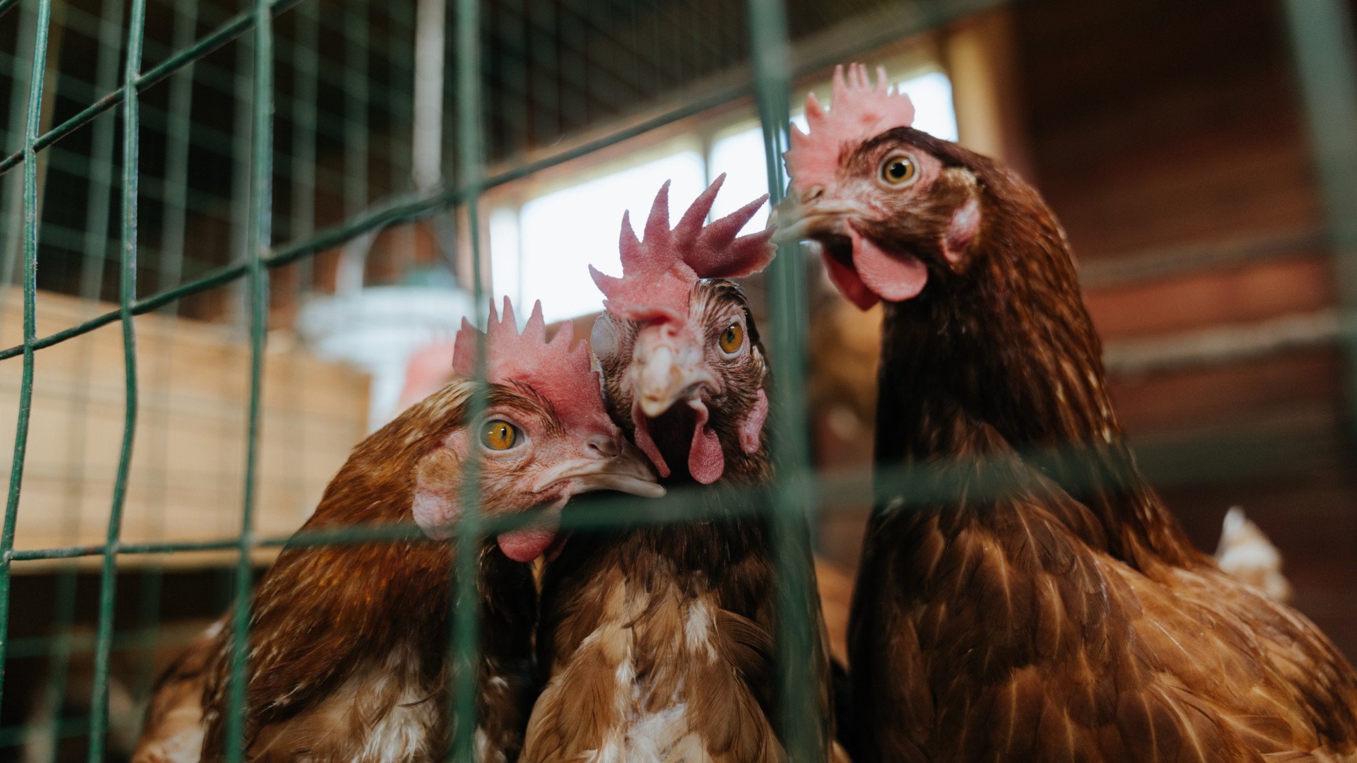 冰与火之歌,当芬兰终结勒沃库森,巴雷拉在F1加冕—宿命与意志的胜利回响