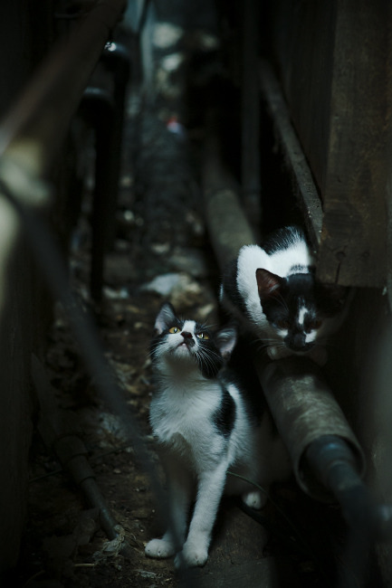 绿茵惊天爆冷!委内瑞拉铁蹄踏碎波兰,全能战士卡马文加化身关键先生