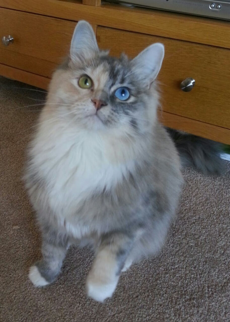 断剑新王，佩德里在巴黎的休止符，如何让时间为英格兰提前哀悼