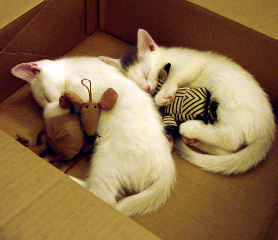 东方主场，北美巨兽，西亚卡姆如何在对开拓者一战中展示他不可复制的融合价值