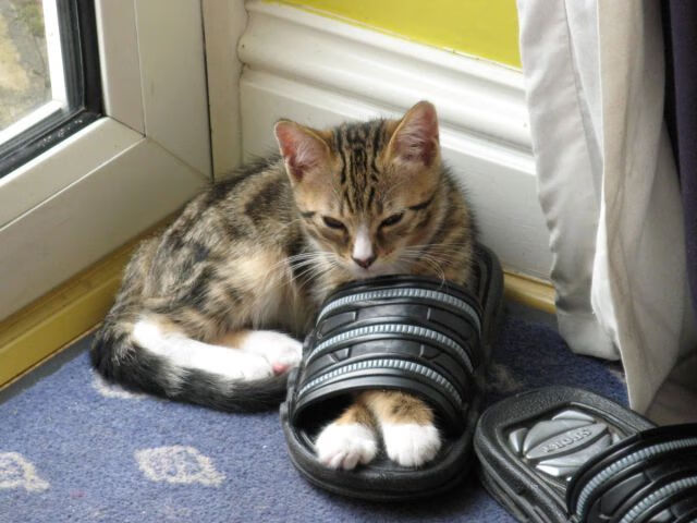 终场0.6秒，欧文致命一击！灰熊与凯尔特人的唯一性瞬间