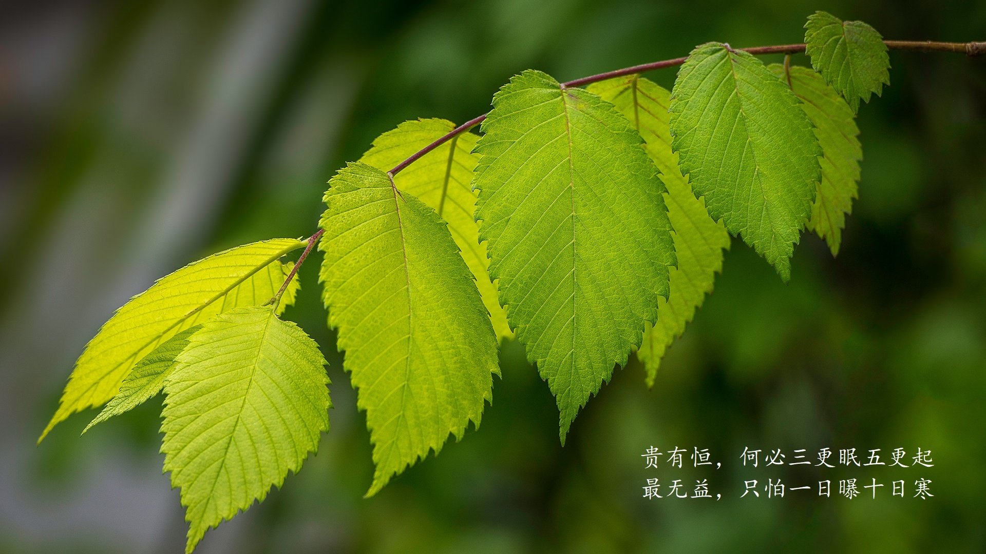 迈阿密海岸线的阵痛,当西亚卡姆的火热焚毁热火的铁血